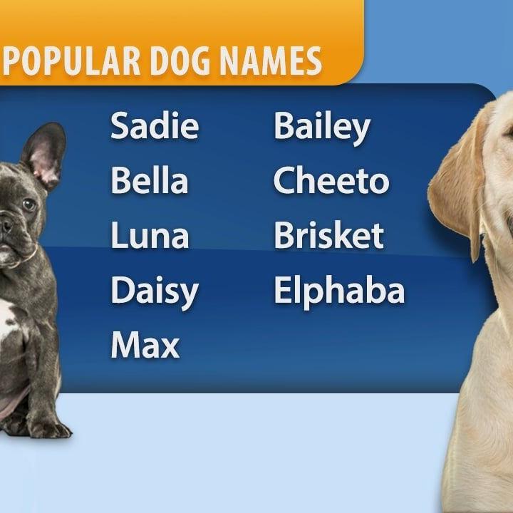 Chewy releases list of most popular pet names